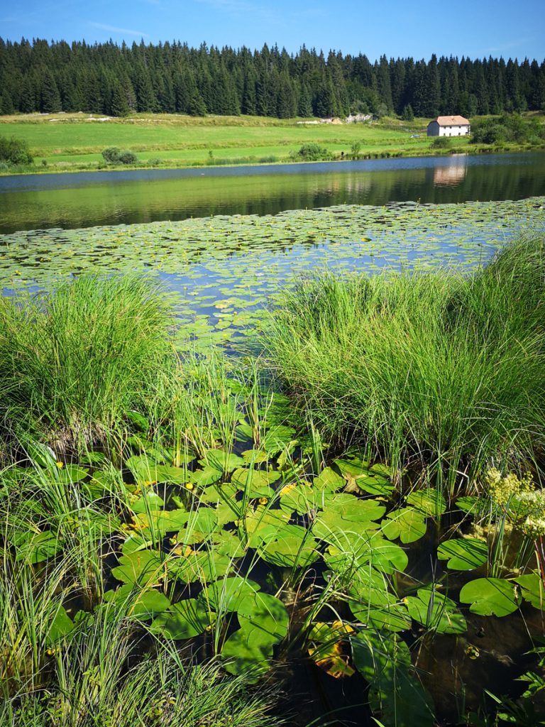 Yoga et Randonnée dans le Jura