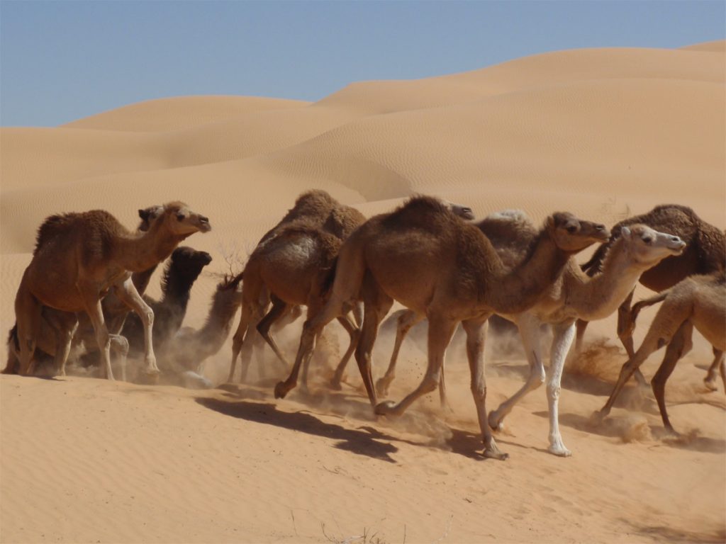 Yoga et Randonnée au Sahara, en Tunisie