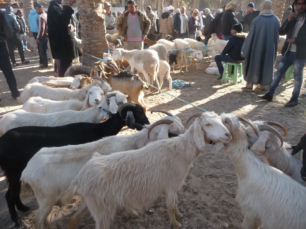 Yoga et Randonnée au Sahara, en Tunisie